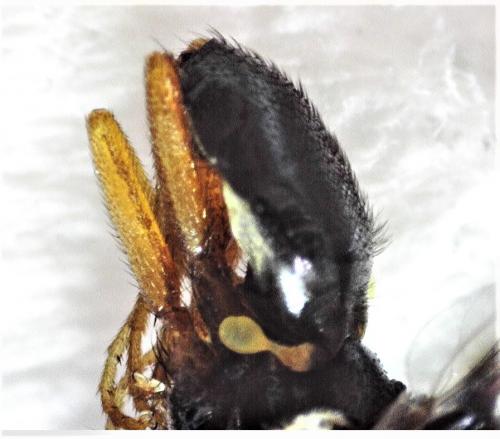 Euleia heraclei